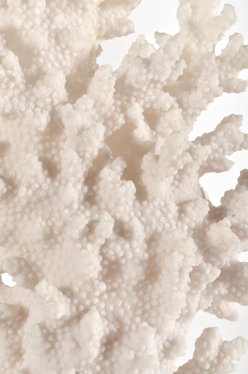 White Coral with Acrylic Base Tall